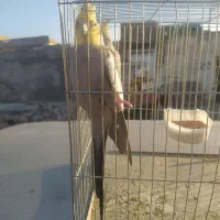 جفت عروس پاریس|پرنده|اهواز, کوی آغاجاری|دیوار