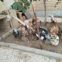 خروس گلین زیبا|حیوانات مزرعه|قم, شهرک مهدیه|دیوار