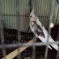 عروس هلندی نر