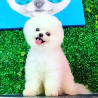 سگ پامر پامرانین نر خرسی عروسکی جیبی کشش