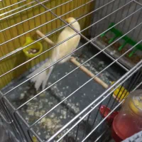 با سلام قناری ماده اماده خوشرنگ وسرحال|پرنده|اندیشه, اندیشه فاز ۱|دیوار