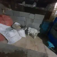 کهره نر|حیوانات مزرعه|شیراز, جرسقان|دیوار