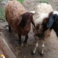 فروش گوسفند نر و ماده|حیوانات مزرعه|گمیشان, |دیوار