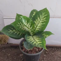 گل و گیاه دیفن باخیا|گل و گیاه طبیعی|اهواز, سیصد دستگاه|دیوار