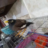 مرغ مینا دستی|پرنده|کارون, |دیوار