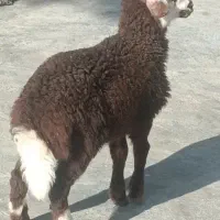 نر بره نشان دار  بروجردی  قیمت 17بره نر