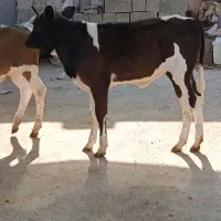 گاو گوساله گوسفند بز بره گاومیش درشادگان|حیوانات مزرعه|شادگان, |دیوار