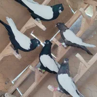 کفتر سینه 5عدد روهم|پرنده|شیراز, نیستان|دیوار