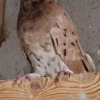 کفتر ماده سرور اتشی