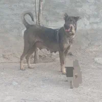 واگذاری سگ ۲۰ ماهه