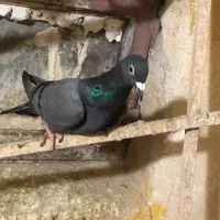 پرنده