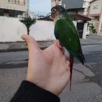 پرنده گرینچیک دستی اسمش نبات دستی سخنگو|پرنده|چالوس, |دیوار