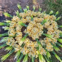 گل نرگس عمده