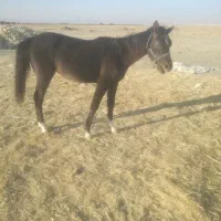 اسب|اسب و تجهیزات اسب‌سواری|سروستان, |دیوار