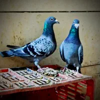 جفت المانی پلاکی|پرنده|تربت جام, کلالی|دیوار