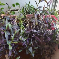 گلدان های گل بنفشه|گل و گیاه طبیعی|شاهین‌شهر, شهرک سایت|دیوار