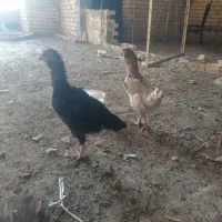 مرغ تخمگذار.|حیوانات مزرعه|شیراز, میانرود|دیوار