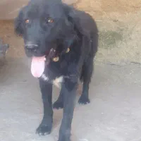 سگ گله ادمی سفت قدرجونی جانوری