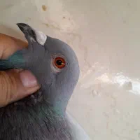 کبوتر پلاکی و زاغ بارانی درجه ۱