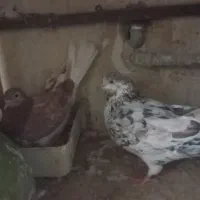 کبوتر|پرنده|بندرعباس, |دیوار