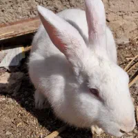 خرگوش اهلی|موش و خرگوش|فردوس (خراسان), |دیوار