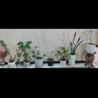 گل و گلدان طبیعی