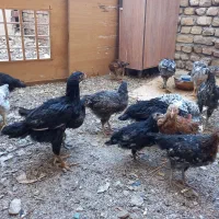 جوجه محلی واکسن خورده لاری ،سبزواری،دورگه|حیوانات مزرعه|بجنورد, |دیوار