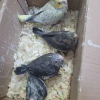 عروس سرلاکی