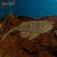 لجن خواره پوزه بوته ای