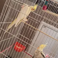 عروس هلندی نرو ماده دستی|پرنده|مشهد, شهرک مهرگان|دیوار