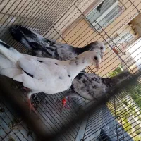کفتر