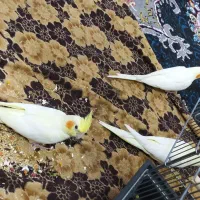 طوطی عروس هلندی لوتینو خوشگل|پرنده|قزوین, |دیوار