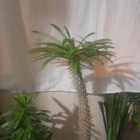 نخل ماداگاسکار