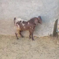 ۳ راس کهره نر