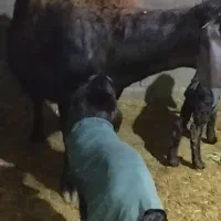 فروش یک راس میش سیمنتال پر شیر .دوقلو زا