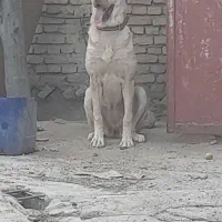 توله لاس سرابی