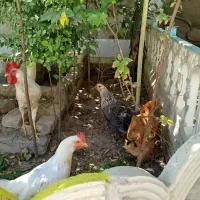 یک خروس و سه مرغ