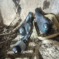 فروش کبوتر مسافتی