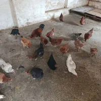 مرغ محلی و خروس