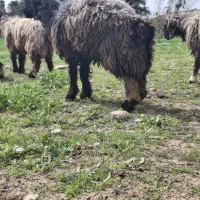 میش ترکی|حیوانات مزرعه|مسجد سلیمان, |دیوار