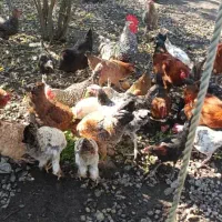 مرغ وخروس اصل طبیعی