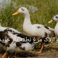 تخم مرغ تخم اردک نطفه دار