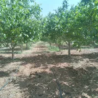 ۱۰۰۰مترباغ بااب|فروش زمین و ملک کلنگی|بوئین و میاندشت, |دیوار