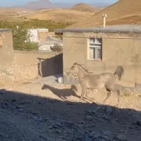 اسب مادیان و کره نریان|اسب و تجهیزات اسب‌سواری|کنگاور, |دیوار