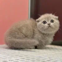 بچه گربه های اشرافی و زیبا