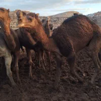 شتر چاق|حیوانات مزرعه|تهران, بهارستان|دیوار