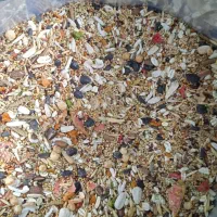 انواع دانه و پرنده و لوازم جانبی پرندگان|لوازم جانبی حیوانات|رشت, دیانتی|دیوار