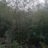 نی خیزران یا بامبو|گل و گیاه طبیعی|لاهیجان, لیل|دیوار