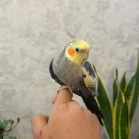 عروس هلندی. نر