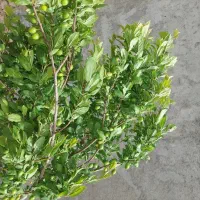 باغ چهاردیواری فروشی فوری شرایطی اقساطی|فروش خانه و ویلا|پیشوا, |دیوار